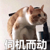 伺机而动 猫 可爱 呆萌