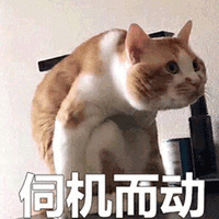 伺机而动 猫 可爱 呆萌