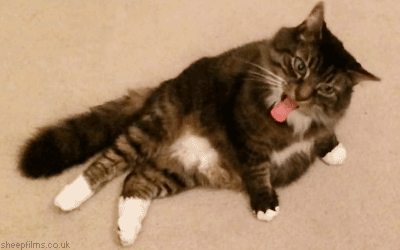 萌星人 猫咪 可爱 搞笑