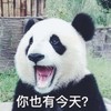萌宠 熊猫 你也有今天 挑衅 搞怪 逗