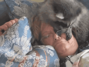 浣熊 raccoon 午睡 宠物 日常