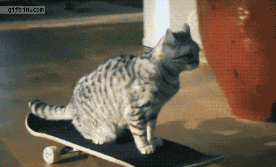 猫咪 滑板 会玩 神一样的老司机