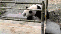 熊 动物 熊猫 动物 熊猫熊 大熊猫 编织