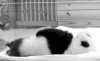 熊猫 宝宝 打滚 萌化了 天然呆 动物 panda