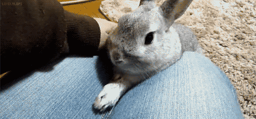 小兔兔 搞笑 可爱 萌萌哒