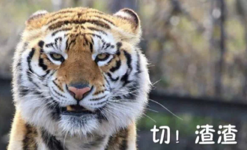 老虎 文字表情包 蠢萌 搞笑 逗