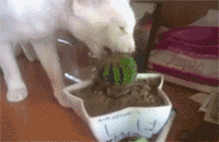 猫咪 喵星人 搞笑 可爱