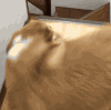 狗狗 扭屁股 可爱 搞笑