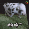 soogif soogif出品 哟呼~ 猪 萌宠