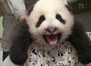 熊猫 可爱 抱起来 搞笑 张大嘴