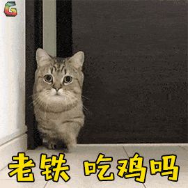 萌宠 猫 猫咪 吃鸡 老铁 soogif soogif出品