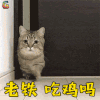 萌宠 猫 猫咪 吃鸡 老铁 soogif soogif出品