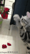 宠物 搞笑 喵星人 萌 gif