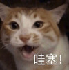 萌宠 猫星人 哇塞 惊讶 呆萌 可爱