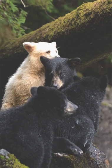 小熊 动物 成群 温暖