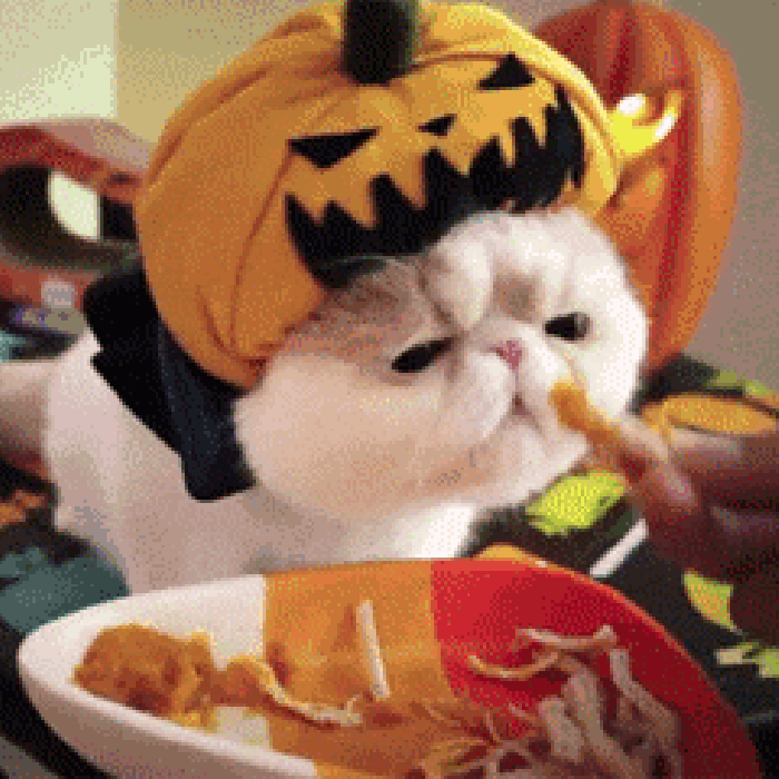 猫咪 吃货 搞笑 帽子