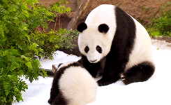 熊猫 玩耍 欺负 雪地 萌萌哒 动物 panda