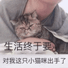 沙雕猫 猫咪 猫 可爱猫 猫表情包 猫咪表情包 小猫