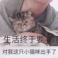 沙雕猫 猫咪 猫 可爱猫 猫表情包 猫咪表情包 小猫