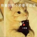 猫咪 可爱 毛茸茸 抱着我的小娇妻不说话