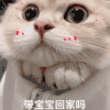 萌宠 喵星人 带宝宝回家吗 委屈 搞怪 呆萌