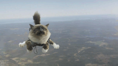 亚当·斯科特 skydiving 猫 宠物