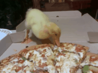 披萨 鸭子 吃披萨