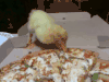 披萨 鸭子 吃披萨