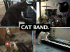 猫咪 音乐 弹琴