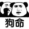 狗命 金馆长 悄悄话 熊猫