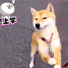 萌宠 小狗 搞笑