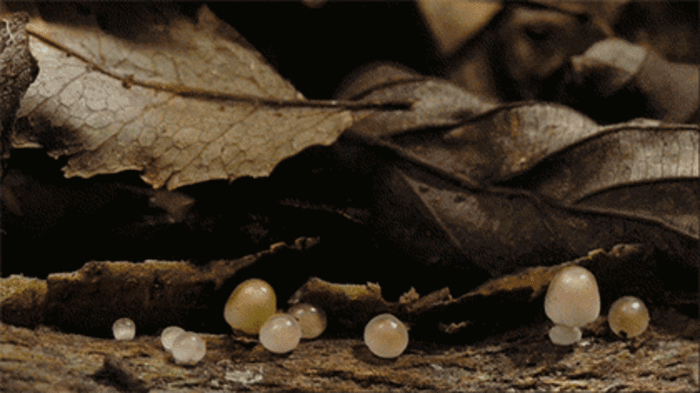 蘑菇 枯叶 素材 生长过程