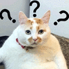 啥玩意 蒙圈 猫 可爱 呆萌