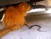 萌宠 猫咪 蛇 搞笑