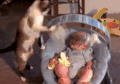 小猫 小孩 可爱 玩耍