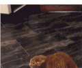 二货 狗狗 逗逼 戴面具 主人 喵星人