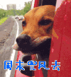 周末时光 兜风去 狗