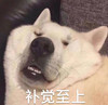 萌宠 汪星人 睡觉了 补觉至上 憨憨 可爱