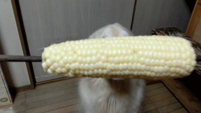 狗狗 可爱 啃玉米 搞笑