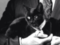 猫 科幻 酿造的 黑色和白色 星际迷航 世纪60年代 科幻小说 黑色的猫 地球任务
