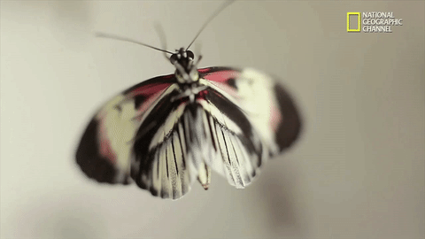 蝴蝶 美丽 漂亮 动物