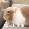 萌宠 喵星人 吃饱了 撑到起不来 搞怪 可爱