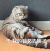 萌宠 喵星人 干我的钱去哪了 穷 搞怪