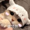 萌宠 猫星人 撒娇 卖萌 呆萌 逗
