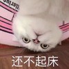 萌宠 喵星人 还不起床 快起来 呆萌 可爱