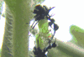 昆虫 树枝 模仿大师：哥斯达黎加昆虫 纪录片 蚂蚁