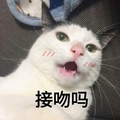 猫咪 可爱 呆萌 斗图 接吻吗