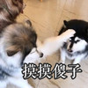 萌宠 汪星人 摸摸傻子 关爱傻子 搞怪 逗