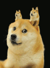 柴犬 辣眼睛