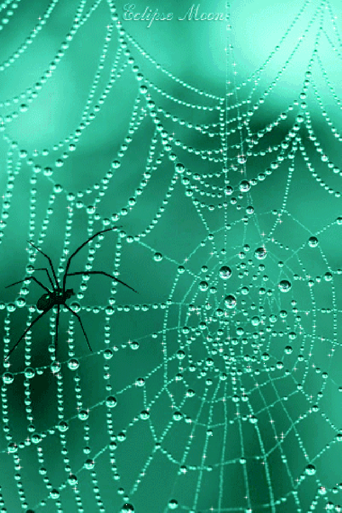 蜘蛛网 意境 美景 漂亮